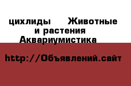 цихлиды  -  Животные и растения » Аквариумистика   